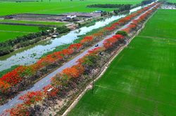 Mùa hoa phượng nở rộ trên tuyến đường đẹp Tây Ninh