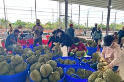 Ấn Độ là mỏ vàng mới của sầu riêng Việt?