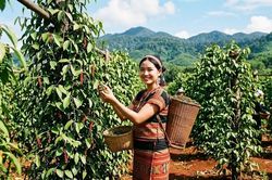 Giá tiêu hôm nay 4.6 đi ngang, thị trường chờ tín hiệu xuất khẩu mới