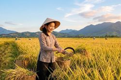 Giá lúa gạo hôm nay 4.6: Gạo xuất khẩu giảm, lúa trong nước vẫn vững giá