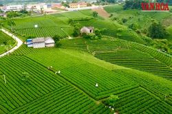 Thái Nguyên hướng tới trung tâm văn hóa vùng Việt Bắc từ lợi thế trà và di sản