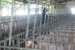 Giá heo hơi hôm nay, 4-6: Phía Nam có giá mới