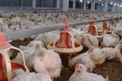 Chăn nuôi ứng dụng công nghệ cao an toàn, bền vững gắn với bảo vệ môi trường