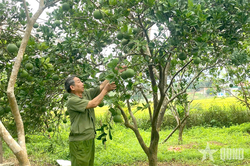 'Quả ngọt' từ ý chí, quyết tâm