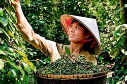 Bản tin n&ocirc;ng sản h&ocirc;m nay (4-6): Gi&aacute; c&agrave; ph&ecirc; tăng trở lại, gi&aacute; hồ ti&ecirc;u ổn định