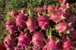 Tại sao thanh long luôn rơi vào vòng lặp 'cần được giải cứu' ?