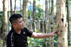 Trồng d&oacute; tạo trầm: C&acirc;u chuyện đổi đời dưới ch&acirc;n n&uacute;i ở Ph&uacute;c Trạch