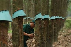 Ba thế hệ giữ m&agrave;u xanh cao su