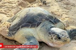 Cứu kịp thời rùa biển bị mắc lưới