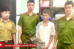 Phát hiện vụ vận chuyển trái phép cá thể rắn hổ chúa