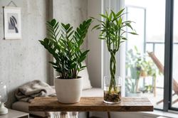 Cây kim tiền và phát tài: Chọn cây nào để hút vượng khí, tấn tài tấn lộc?