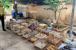 Chủ tiệm chim cảnh ở TPHCM bị phạt 7,5 triệu đồng, tịch thu 35 con chim chào mào
