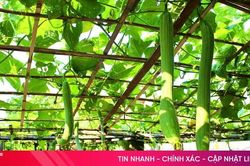 Xanh m&aacute;t những mảnh vườn ở phường Hải Ninh