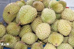 Kiên quyết xử lý hành vi mua bán, cho thuê trái phép mã số vùng trồng