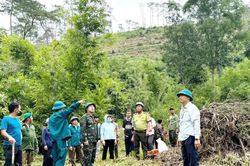Lâm Đồng triển khai thu hồi đất lâm nghiệp bị lấn chiếm trái phép
