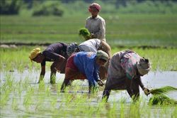 Mùa màng châu Á lao đao trước nắng nóng và El Nino