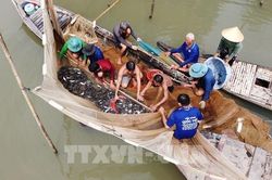 Nghề dỡ chà - nét đẹp văn hóa sông nước miền Tây