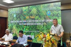 Hơn 3 triệu ha rừng cần sớm được xác lập chủ thể quản lý