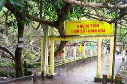 Di t&iacute;ch lịch sử Gi&agrave;n Gừa - C&acirc;y di sản độc đ&aacute;o tại Cần Thơ