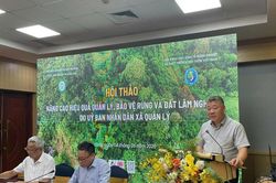 Cần đẩy nhanh giao đất, giao rừng để tránh 'rừng không chủ'