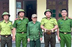 Người d&acirc;n tự nguyện giao nộp r&ugrave;a n&uacute;i viền qu&yacute; hiếm