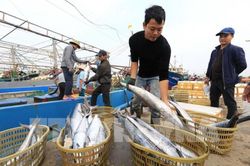 Xây dựng Nghị định mới về chính sách phát triển thủy sản, thúc đẩy nghề cá bền vững