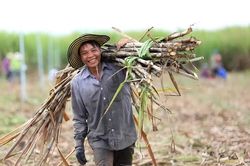 E10 - Cơ hội đột phá với kinh tế sinh học
