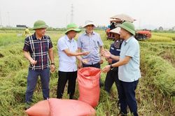 Bắc Ninh: Năng suất lúa xuân đạt hơn 64 tạ/ha, tăng 0,5 tạ/ha so vụ xuân năm 2025