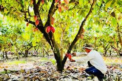 Đưa nông sản vào chuỗi giá trị toàn cầu