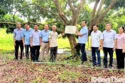 Gắn biển nhận diện tuổi cây hướng đến Lễ hội Trái cây Đồng Tháp lần thứ I
