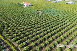 Đồng Tháp: Tập trung tháo gỡ khó khăn, vướng mắc trong quản lý mã số vùng trồng, mã số cơ sở đóng gói