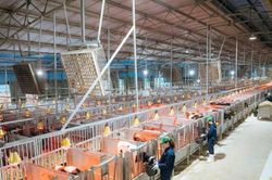 Doanh nghiệp chủ động tiết kiệm điện