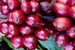 Giá cà phê tăng trở lại, hồ tiêu đi ngang trong ngày 4-6