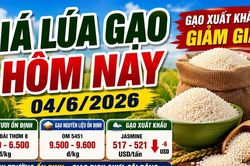 Giá lúa gạo hôm nay 4/6: Gạo Việt giảm giá trên thị trường quốc tế