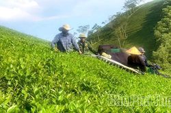 Thâm canh chè theo hướng an toàn sinh học