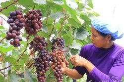 Tam Đảo phát triển kinh tế đa ngành