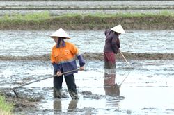 Chủ động sản xuất vụ hè-thu