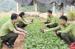 Quyết liệt các giải pháp giữ xanh những cánh rừng
