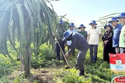 Xây dựng chuỗi liên kết sản xuất và tiêu thụ thanh long
