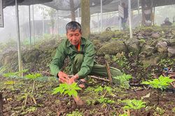 Người Dao Khuổi Mòn bảo vệ loài sâm quý trên đỉnh núi Phja Bjoóc