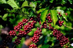 Giá cà phê bật tăng 600 đồng/kg, thị trường có nhiều tín hiệu tích cực