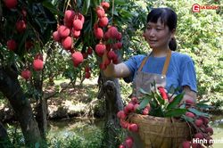 Loại quả m&ugrave;a h&egrave; gi&uacute;p chống oxy h&oacute;a, tốt cho sức khỏe