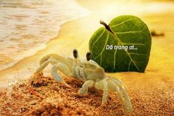 Dã tràng ơi