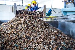 Từ phụ phẩm tôm đến chuỗi giá trị xanh
