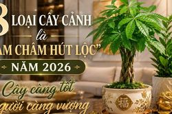 8 loại cây cảnh mang ý nghĩa sung túc, bình an: Ai cũng nên trồng một cây