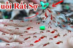 10 cách đuổi muỗi vào mùa hè cực đơn giản, nhà sạch bóng không tiếng vo ve