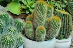 Trước khi mua cây cảnh về nhà, đây là 5 loại cây bạn cần cân nhắc