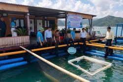 Đặc khu Vân Đồn (Quảng Ninh): Thả giống mô hình nuôi cá chim vây vàng