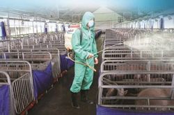 Quảng Ninh: Tăng cường c&aacute;c biện ph&aacute;p an to&agrave;n sinh học trong chăn nu&ocirc;i n&ocirc;ng hộ
