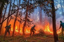 Phường An Cựu khống chế kịp thời vụ cháy tại núi Tam Thai, Tp. Huế
